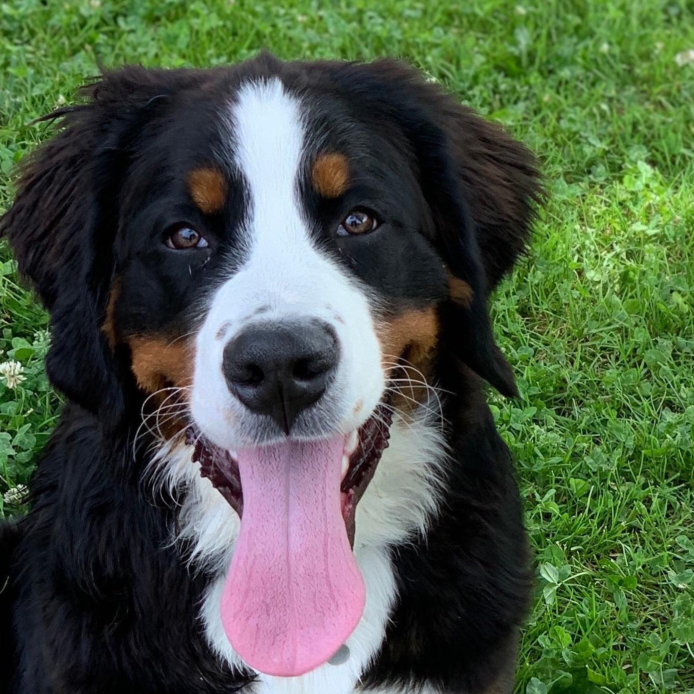a photo of a Bernese mountain dog puppy sitting on grass in reference to a dog training video that shows how to teach a dog to make eye contact