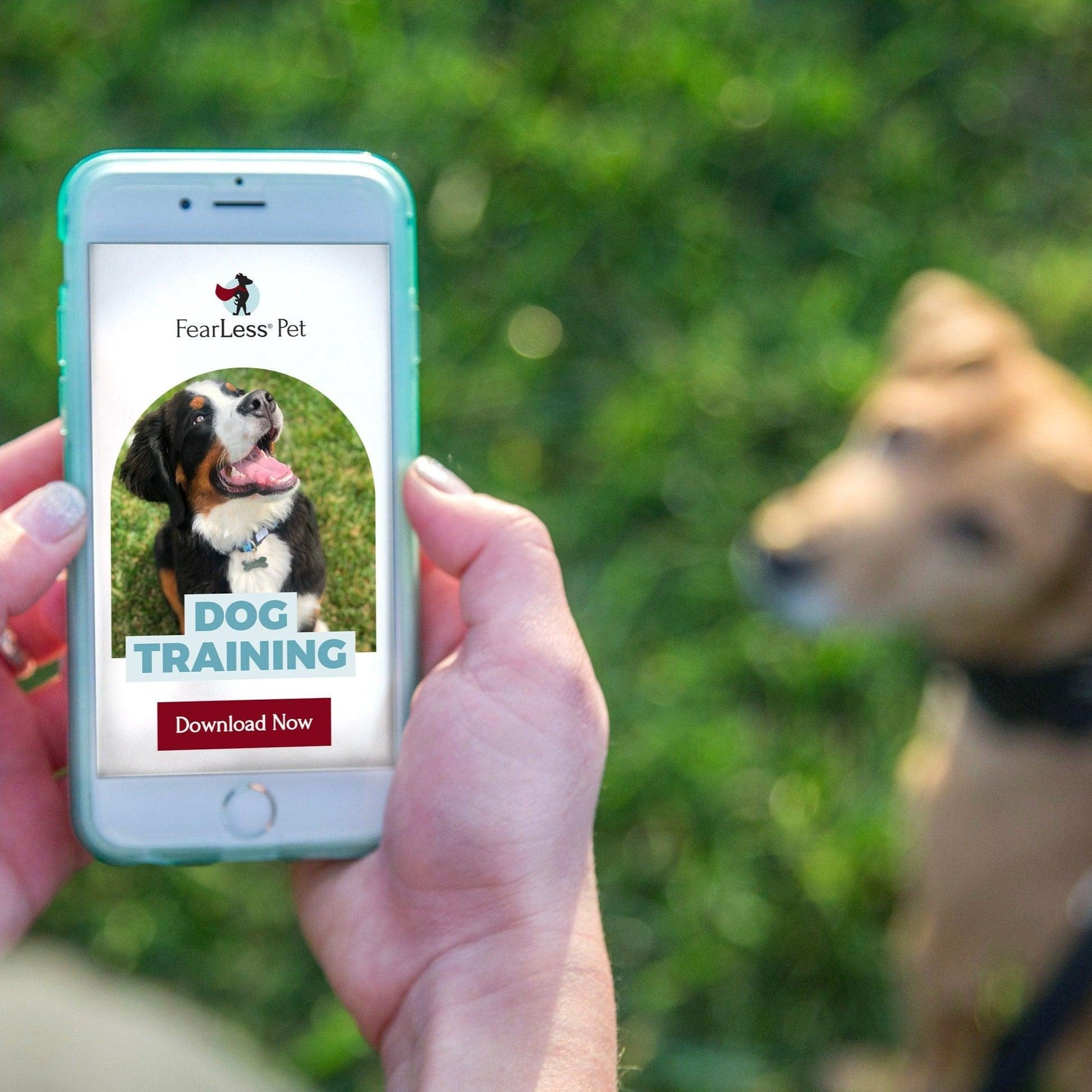 photo of a dog training download on a cell phone for training your dog online includes basic manners, leash training, place training and more