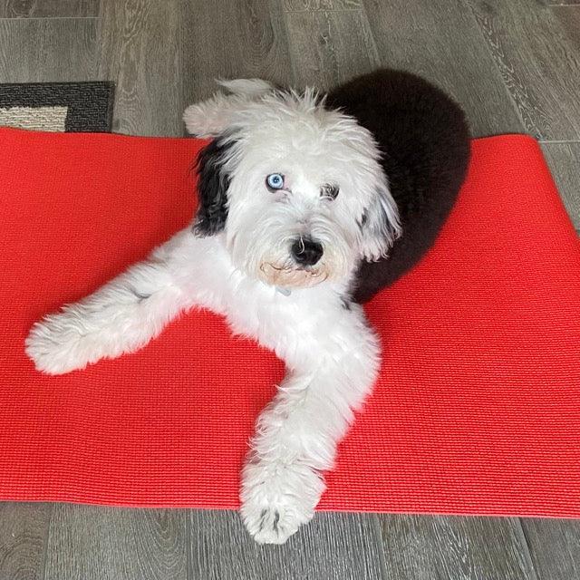 a photo of a sheepadoodle puppy laying on a red mat to show a training program for teaching a dog "place" from fearless pet